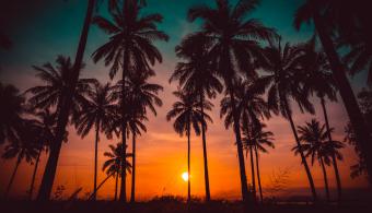 The view of a sunset through Palms in Palm Springs 